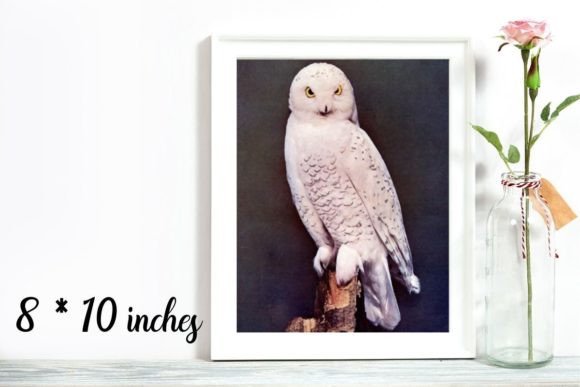 Download Snowy Owl, Vintage Photo - Snowy owl Collection
