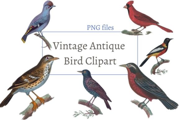 Download Vintage Antique Bird Clipart - Clipart Collection