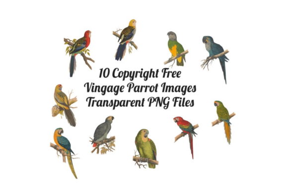 Download 12 Vintage Birds Transparent Clipart - Clipart Collection