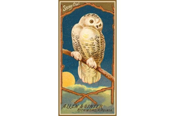 Download Snowy Owl - Snowy owl Collection