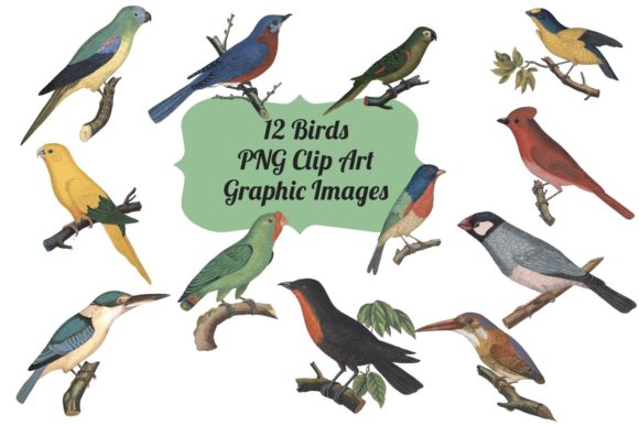 Download 10 Vintage Parrots Transparent Clipart - Clipart Collection